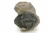 Detailed Hollardops Trilobite - Foum Zguid, Morocco #363172-2